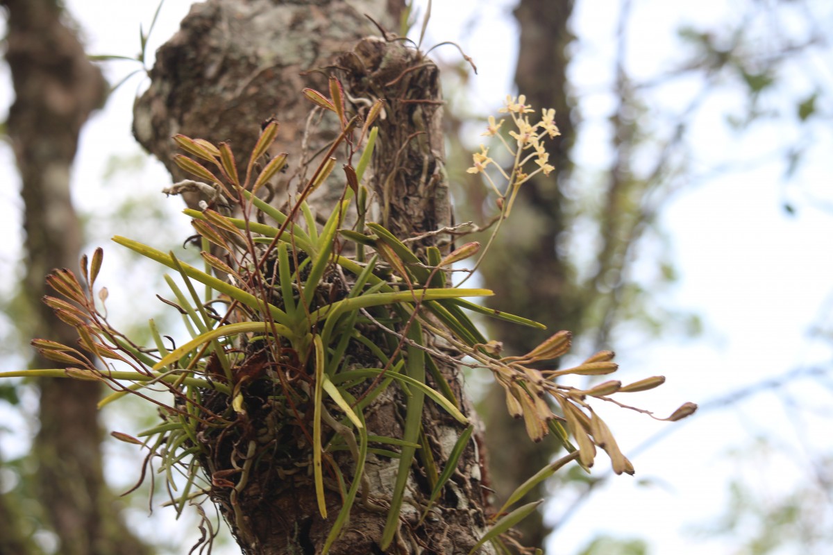 Vanda testacea (Lindl.) Rchb.f.